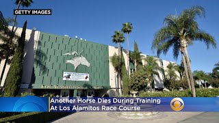 Another Horse Dies During Training At Los Alamitos Race Course