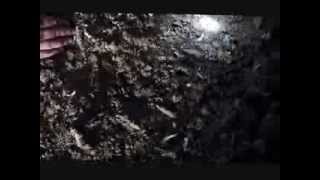 Dead Darkling Beetles Flame Sanitizing Poultry House