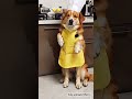 Dog Brings Food and cooked  to Share with Bestie 😱😱😍😍#dog#doglover#trending #shorts