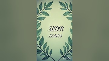 Sidr Leaves: Hidden Healing & Spiritual Benefits .#SidrLeaves #NaturalHealing #HerbalRemedies 