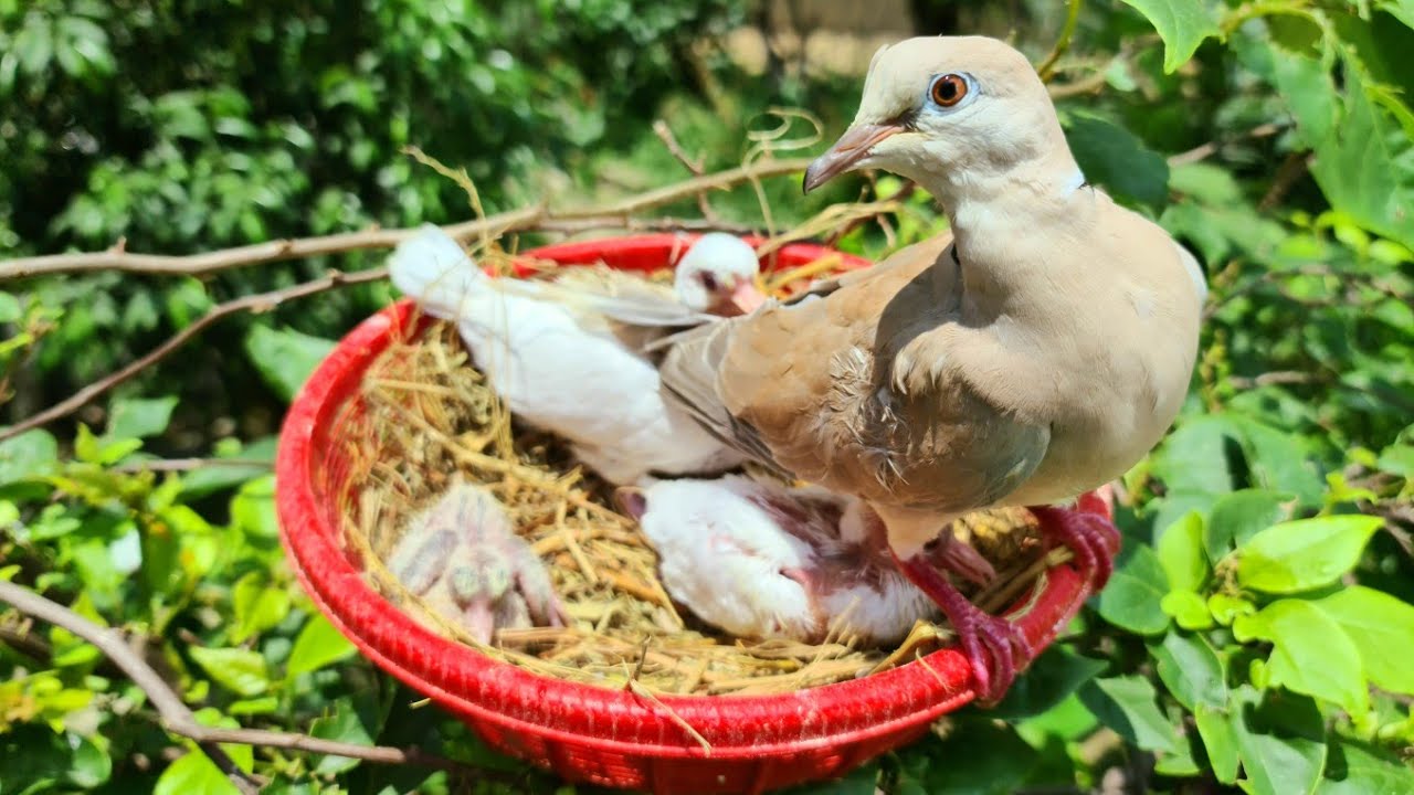 Mua Thêm Cá Cờ Về Nhân Giống - Bất Ngờ Chim Cu Pháp Mẹ Đồng Ý Nuôi Giùm 2 Con Chim Non / Quế Nghịch