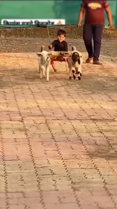 कशी आहे जोड़ी 😍😂 Naad Ekach Bailgada Sharyat #shorts #viralvideo #trending