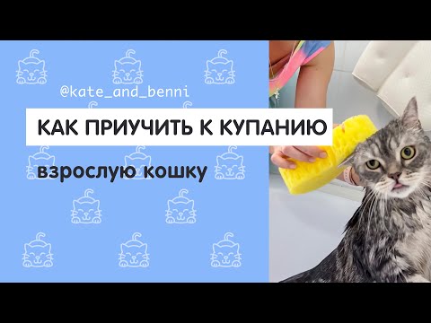 Как приучить к купанию взрослую кошку?