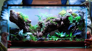Try making a paludarium with a light cork tube! by 내츄럴팟 NATURALLPOT 11,696 views 2 years ago 6 minutes, 29 seconds
