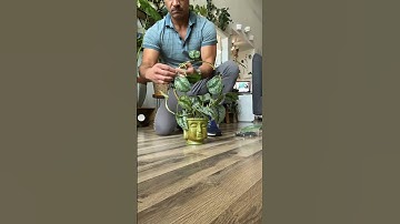 Styling your houseplants with a trellis 🪴