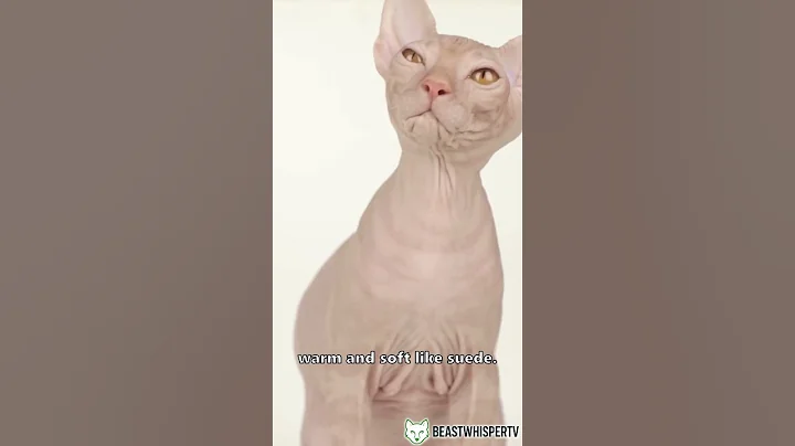 Video 11607451: meet sphynx, hairless cats love, big cat, bath