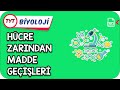 Hücre Zarından Madde Geçişleri  | Kamp2021    #YazKampı