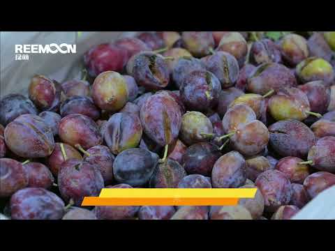 fruit sorting machine, fruit sorting equipment, fruit and vegetable sorting machine,pabrika sa China