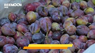 fruit sorting machine, fruit sorting equipment, fruit and vegetable sorting machine,pabrika sa China