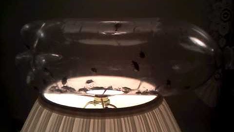 Stink Bug Torture