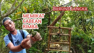 Memikat Burung Cabean Rimba||Burung Langka..
