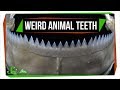 7 Animals with Super Weird (and Sometimes Horrifying) Teeth