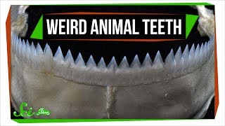 7 Animals with Super Weird (and Sometimes Horrifying) Teeth