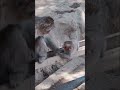 叩かれてもめげないケチャップくん