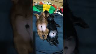 Furbabies Goya & Kisses 2 weeks & 4 days old #furbabies #shihtzu