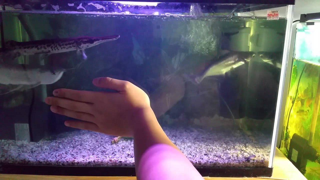 Arowana with alligator gar and puffer fish YouTube