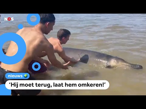 Strandgasten in Zandvoort duwen een walvis terug de zee in