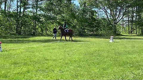 Partys first show of 2020- dressage
