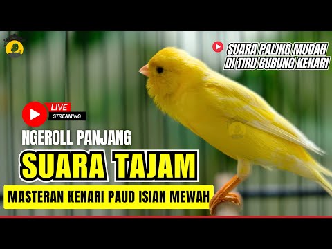 BURUNG CENDET GACOR NGOTOT || PANCINGAN CENDET KURANG GREGET 