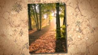 tree surgeons Manchester best tree surgeons Manchester
