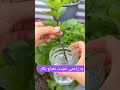 با کار کل سال نعناع تازه داری Plant Flowers Plant گلهای آپارتمانی گلدان گیاه سانسوریا خاک 