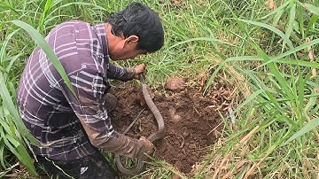 Chinh Phục Con Rắn Hổ Mang Cực kỳ Hung Dữ || Giang Ca SB # 51 