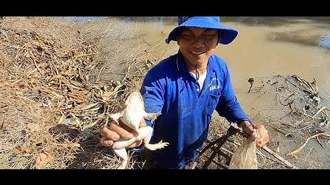 Nt 67 lll một ngày vỡ lợp cá lóc xà gi trúng mánh được bầy ếch to (T22)