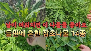 5월부터 여름까지 활용도 좋은 흔하지만 맛있는 들의 잡초나물 14종 소개합니다