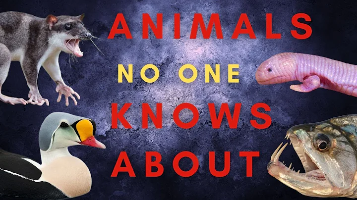 25 Animals You Haven't Heard Of...Maybe - Part Two - Africa, the Americas, Oceans