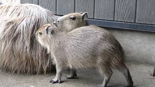 What Baby Capybaras Do When They Want Milk