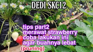 cara merawat strawberry part2 cara pruning agar buah lebat