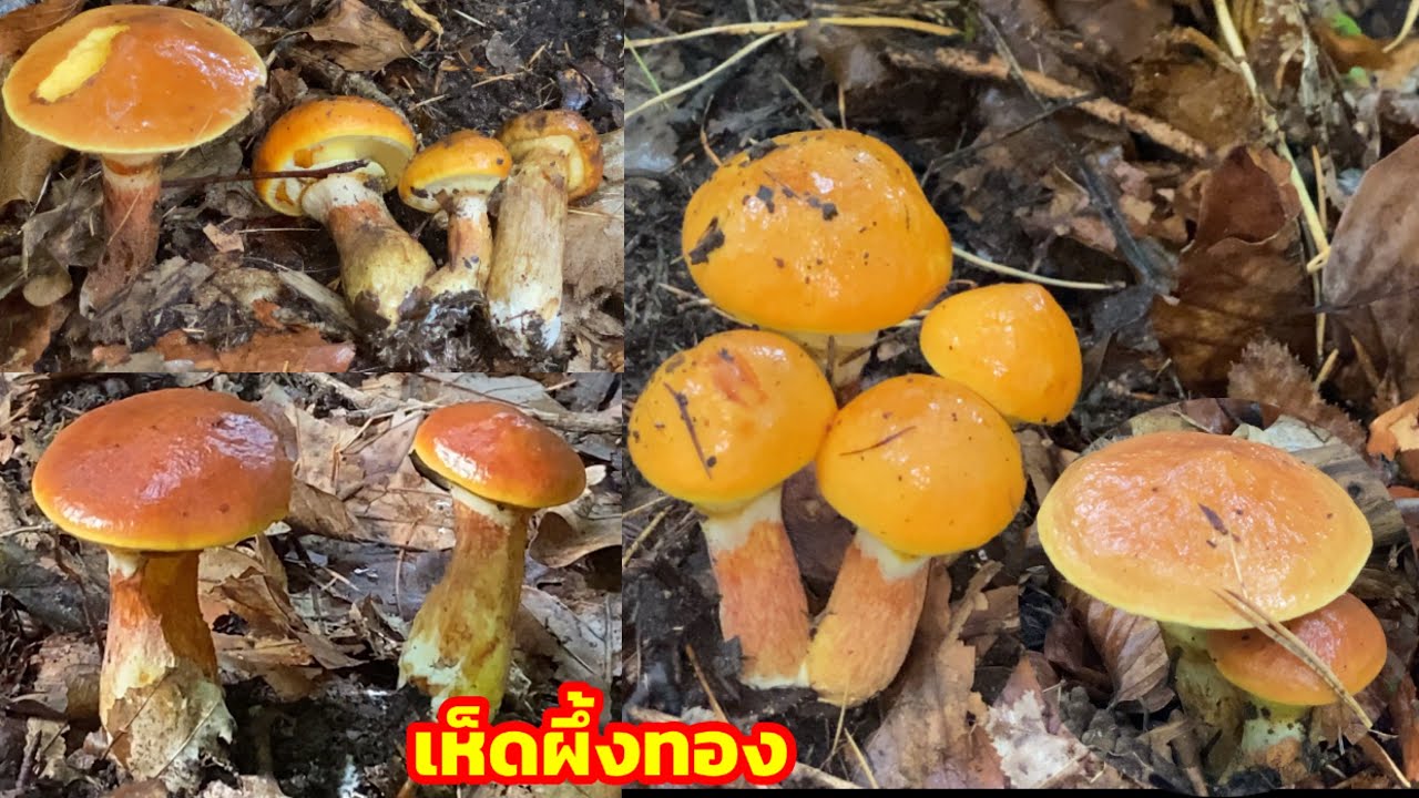 เก็บเห็ดผึ่งทองเห็ดที่หายากดอกใหญ่ขาอวบๆสวยๆ(เยอรมันเรียก Goldröhrling)