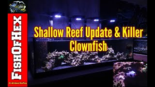 One Month Update On Shallow Reef | Clownfish Killing Coral