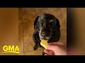 Dog thinks turnip is cheese and is severely disappointed