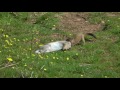 STOAT HUNTING A RABBIT by Alan Kingwell