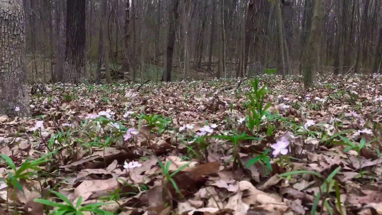 Maple Spur at Lindenwood - YouTube