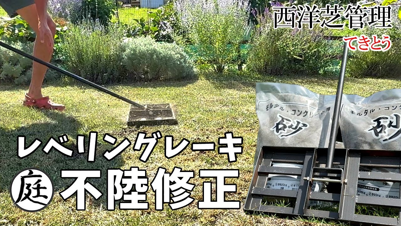 【西洋芝 不陸修正】レベリングレーキで芝生の凸凹を平らにならす！