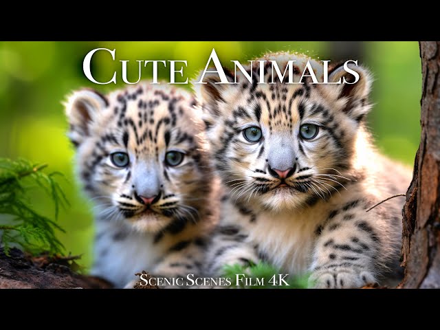 Cute Baby Animals 4K - Amazing World Of Young Animals | Scenic Relaxation Film class=