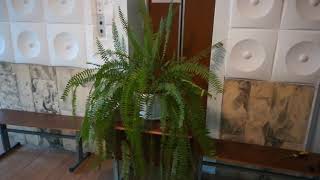 Роскошные панданусы, папоротник, монстера в больнице 😮🌱🙄 Роскошные панданусы, папоротник, монстера в больнице 😮🌱🙄