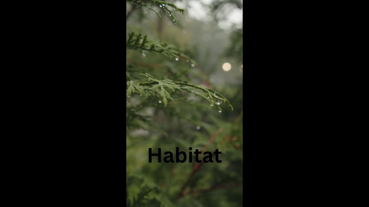 Habitat Biology Lesson For Senior High School 1 YouTube habitat-biology-lesson-for-senior-high-school-1-youtube
