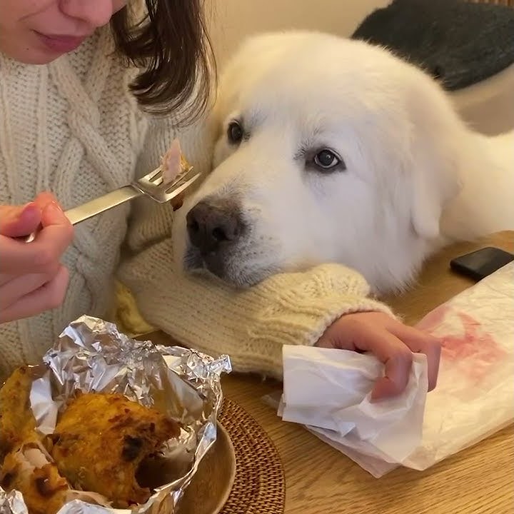 Blanche Prince Libre Prince Great Pyrenees Youtube