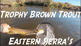 Big Brown Trout on the East Walker River