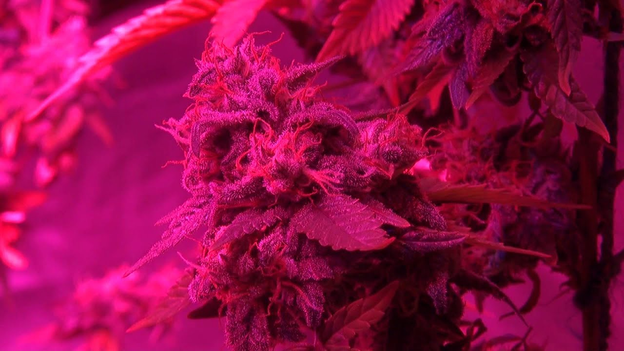 Blackstar LED Chrome 720w - Day 67 (Pre-Harvest)