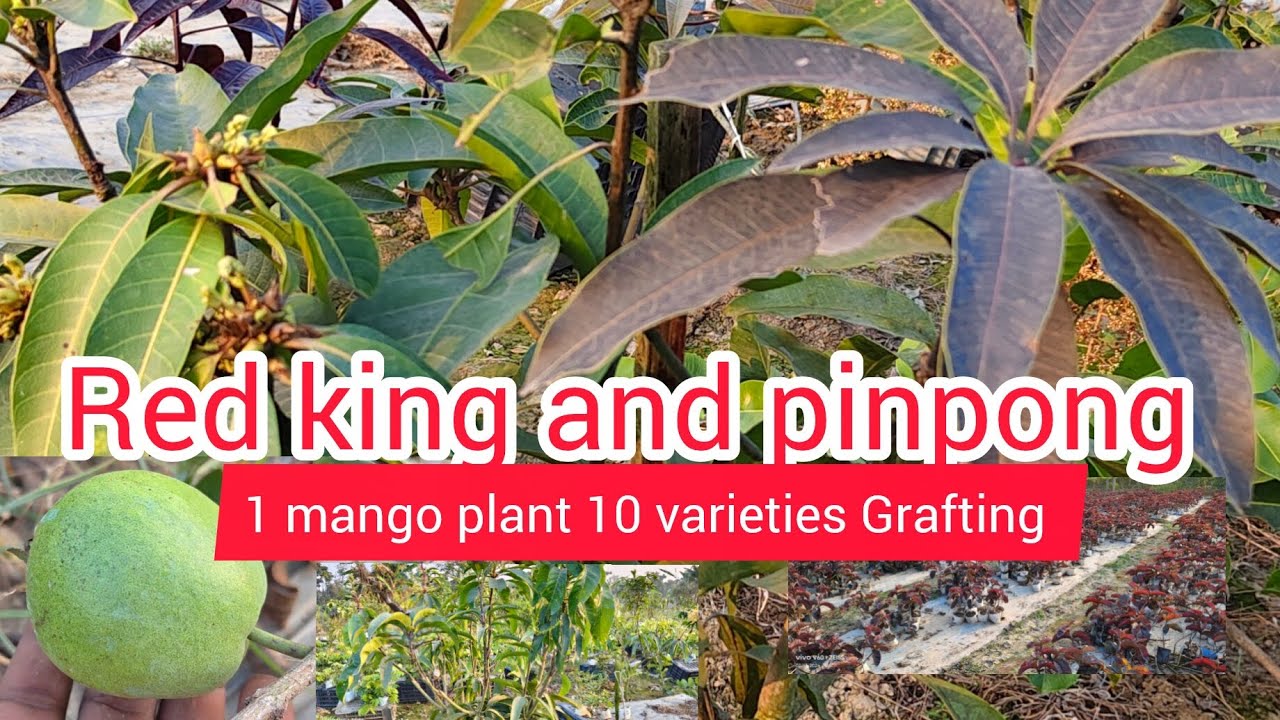 Red king guava 1 mango plant 10 varieties Grafting ping pong longon 4 seejn longon black diamond 