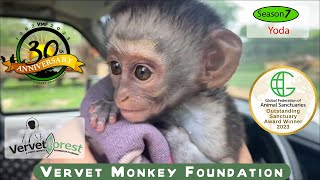 Yoda, an Orphan Monkey from a Mine Slurry, Flourishes with Companion Samber in Milk Feeding Cage