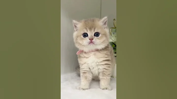 Kitten Looks Personally Offended By Nothing 😺😾🤨 #DramaKitten #cat #viral #kitten #cute #shorts