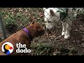 Pittie Wasn't Allowed Around Dogs Becomes Best Friends With Dog Neighbor | The Dodo Pittie Nation