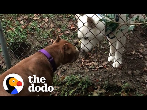 Video: Do Dogs Need Friends Canine?