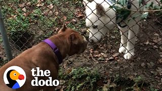 Pittie Wasn't Allowed Around Dogs Becomes Best Friends With Dog Neighbor | The Dodo Pittie Nation