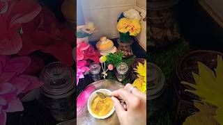 Acharya Manish Ji's SECRET Remedy for Facial Hair Removal & Glowing Skin at Home!#shorts #fypシ